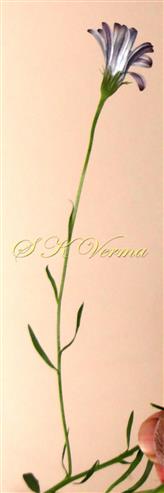  Capitulum with peduncle